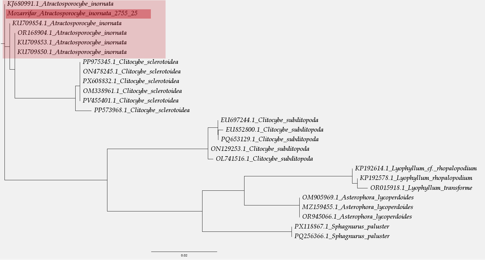 Árbol Filogenético